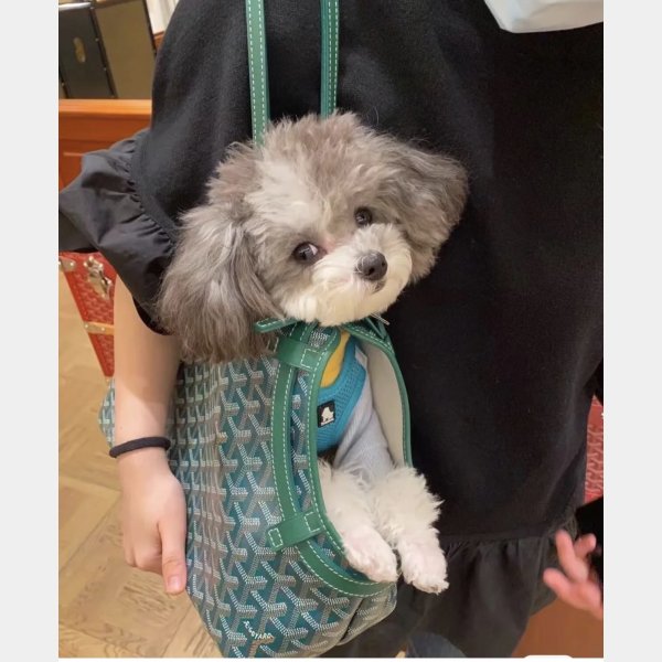 Fashion Goyard Chien Gris & Pocket Pet bag