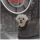 Designer Goyard Chien Gris & Pocket Pet bag